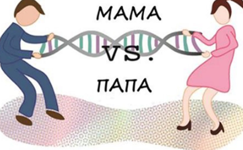 Какие генетические черты дети берут от мамы, а какие — от папы
